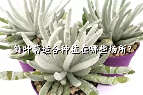 筒叶菊适合种植在哪些场所？