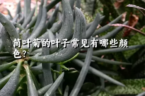 筒叶菊的叶子常见有哪些颜色？