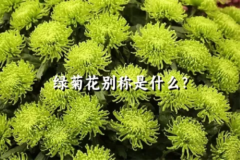 绿菊花别称是什么？