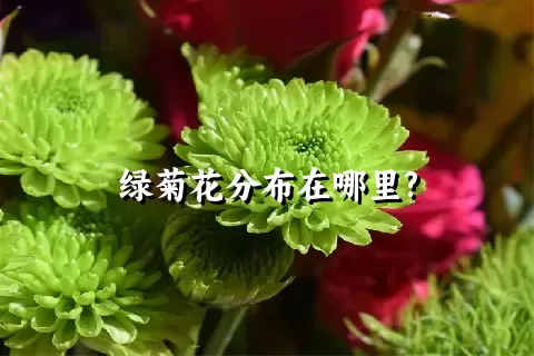 绿菊花分布在哪里?