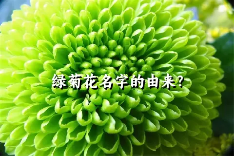 绿菊花名字的由来？