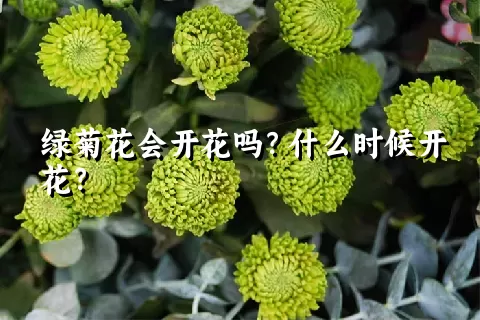 绿菊花会开花吗？什么时候开花？