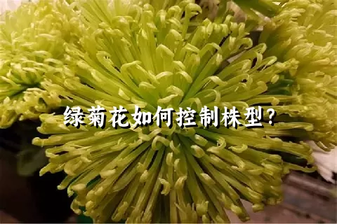 绿菊花如何控制株型？