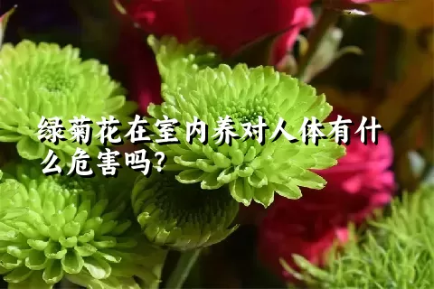 绿菊花在室内养对人体有什么危害吗？