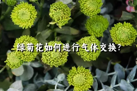 绿菊花如何进行气体交换？