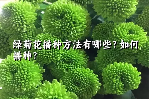 绿菊花播种方法有哪些？如何播种？