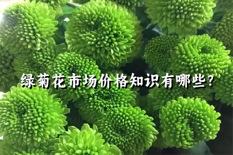 绿菊花市场价格知识有哪些？