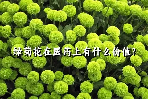 绿菊花在医药上有什么价值？