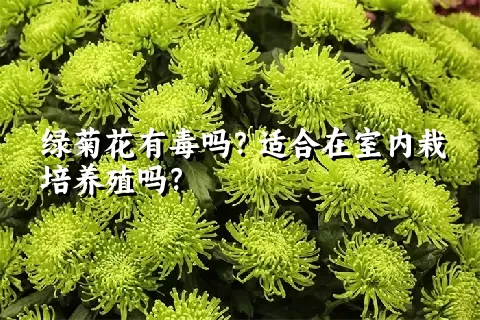 绿菊花有毒吗？适合在室内栽培养殖吗？