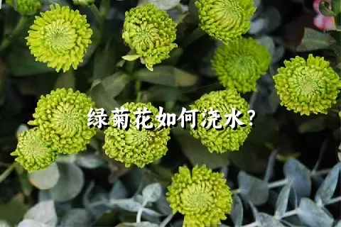 绿菊花如何浇水？