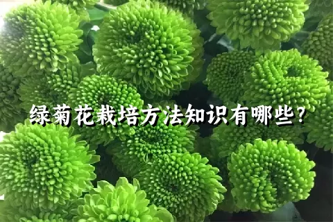 绿菊花栽培方法知识有哪些？