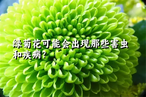 绿菊花可能会出现那些害虫和疾病？