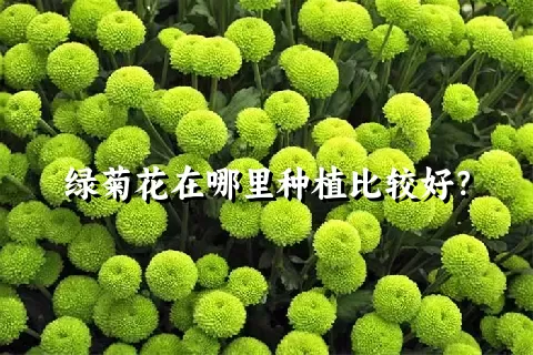 绿菊花在哪里种植比较好？