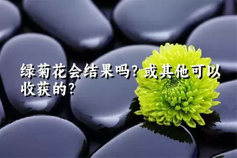 绿菊花会结果吗？或其他可以收获的？