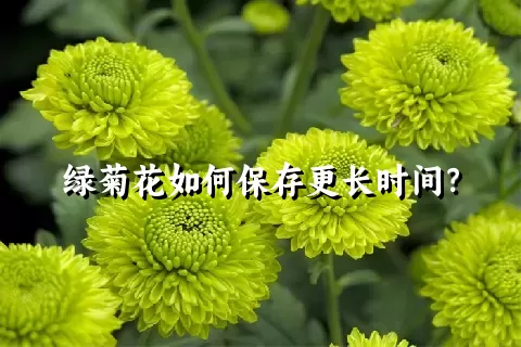 绿菊花如何保存更长时间？