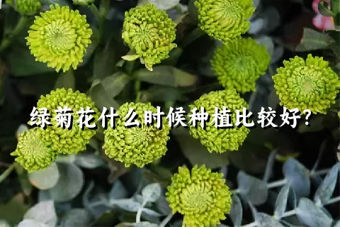 绿菊花什么时候种植比较好？