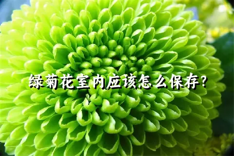 绿菊花室内应该怎么保存？