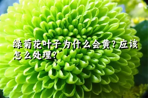 绿菊花叶子为什么会黄？应该怎么处理？