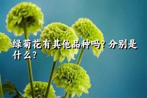 绿菊花有其他品种吗？分别是什么？