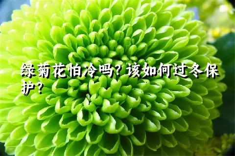 绿菊花怕冷吗？该如何过冬保护？