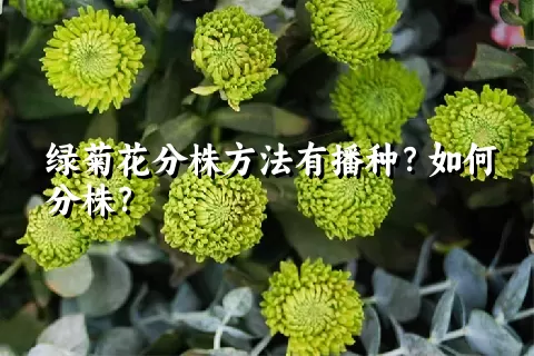 绿菊花分株方法有播种？如何分株？