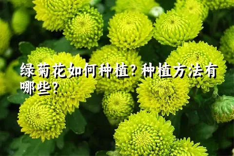 绿菊花如何种植？种植方法有哪些？