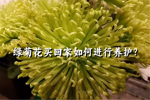 绿菊花买回家如何进行养护？