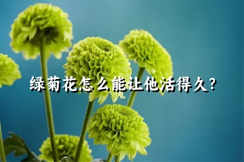 绿菊花怎么能让他活得久？