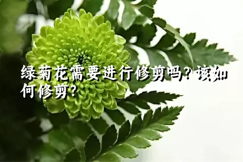 绿菊花需要进行修剪吗？该如何修剪？