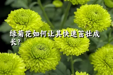 绿菊花如何让其快速茁壮成长？