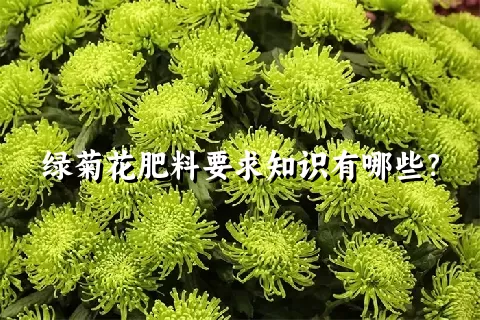 绿菊花肥料要求知识有哪些？