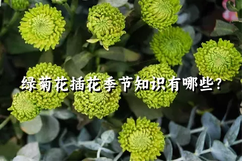 绿菊花插花季节知识有哪些？