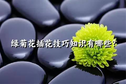 绿菊花插花技巧知识有哪些？