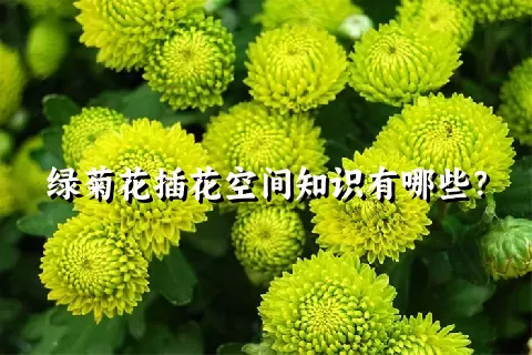 绿菊花插花空间知识有哪些？