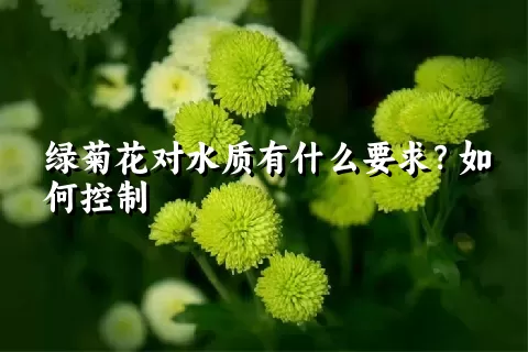 绿菊花对水质有什么要求？如何控制