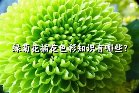 绿菊花插花色彩知识有哪些？