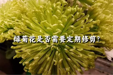 绿菊花是否需要定期修剪？