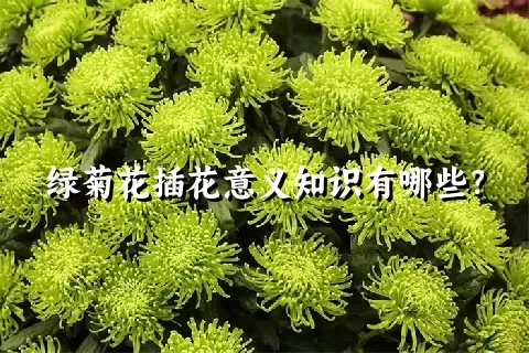 绿菊花插花意义知识有哪些？