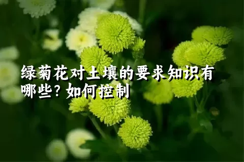 绿菊花对土壤的要求知识有哪些？如何控制