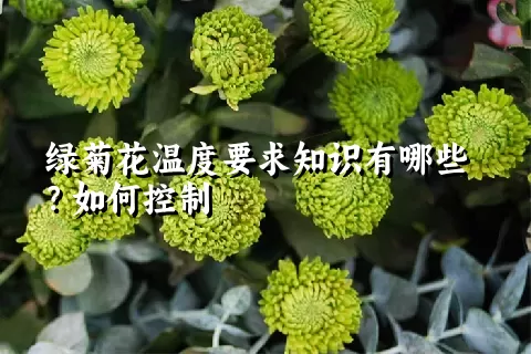 绿菊花温度要求知识有哪些？如何控制