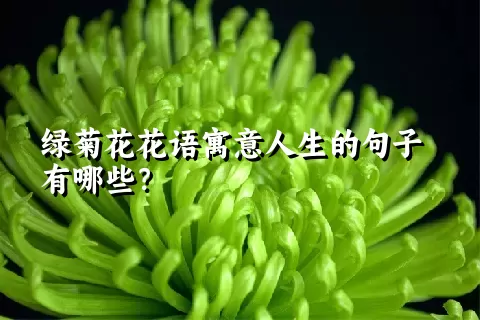 绿菊花花语寓意人生的句子有哪些？