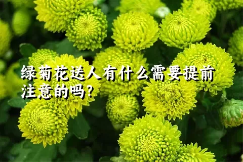 绿菊花送人有什么需要提前注意的吗？