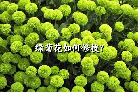 绿菊花如何修枝？