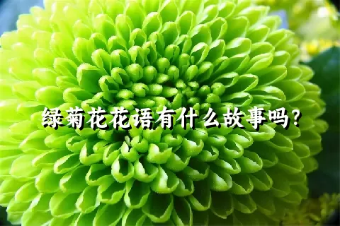 绿菊花花语有什么故事吗？