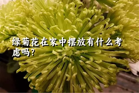 绿菊花在家中摆放有什么考虑吗？