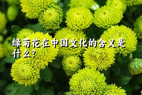 绿菊花在中国文化的含义是什么？