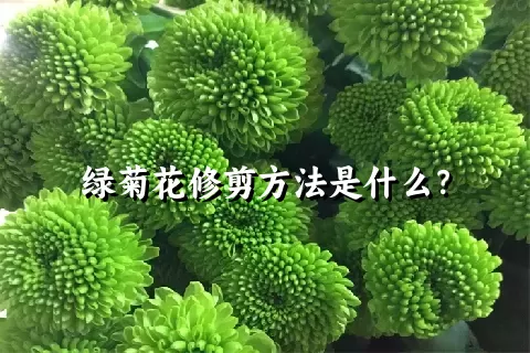 绿菊花修剪方法是什么？