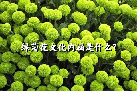 绿菊花文化内涵是什么？