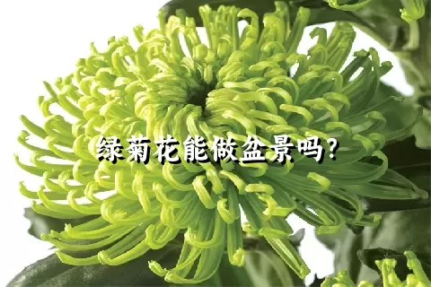 绿菊花能做盆景吗？