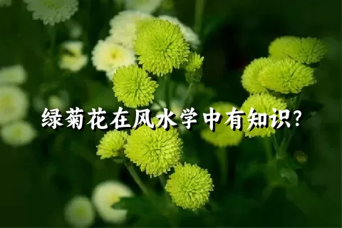 绿菊花在风水学中有知识？